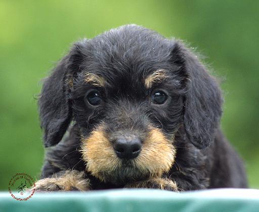 Dachshund 9W027D-084.JPG